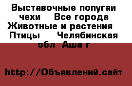 Выставочные попугаи чехи  - Все города Животные и растения » Птицы   . Челябинская обл.,Аша г.